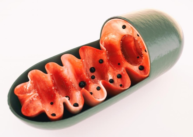 Andrej Medveď - Čo sú to tie mitochondrie